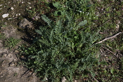 Astragalus pomonensis