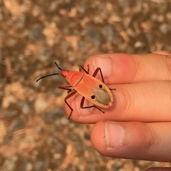 Probergrothius nigricornis