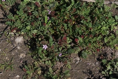 Synchytrium papillatum