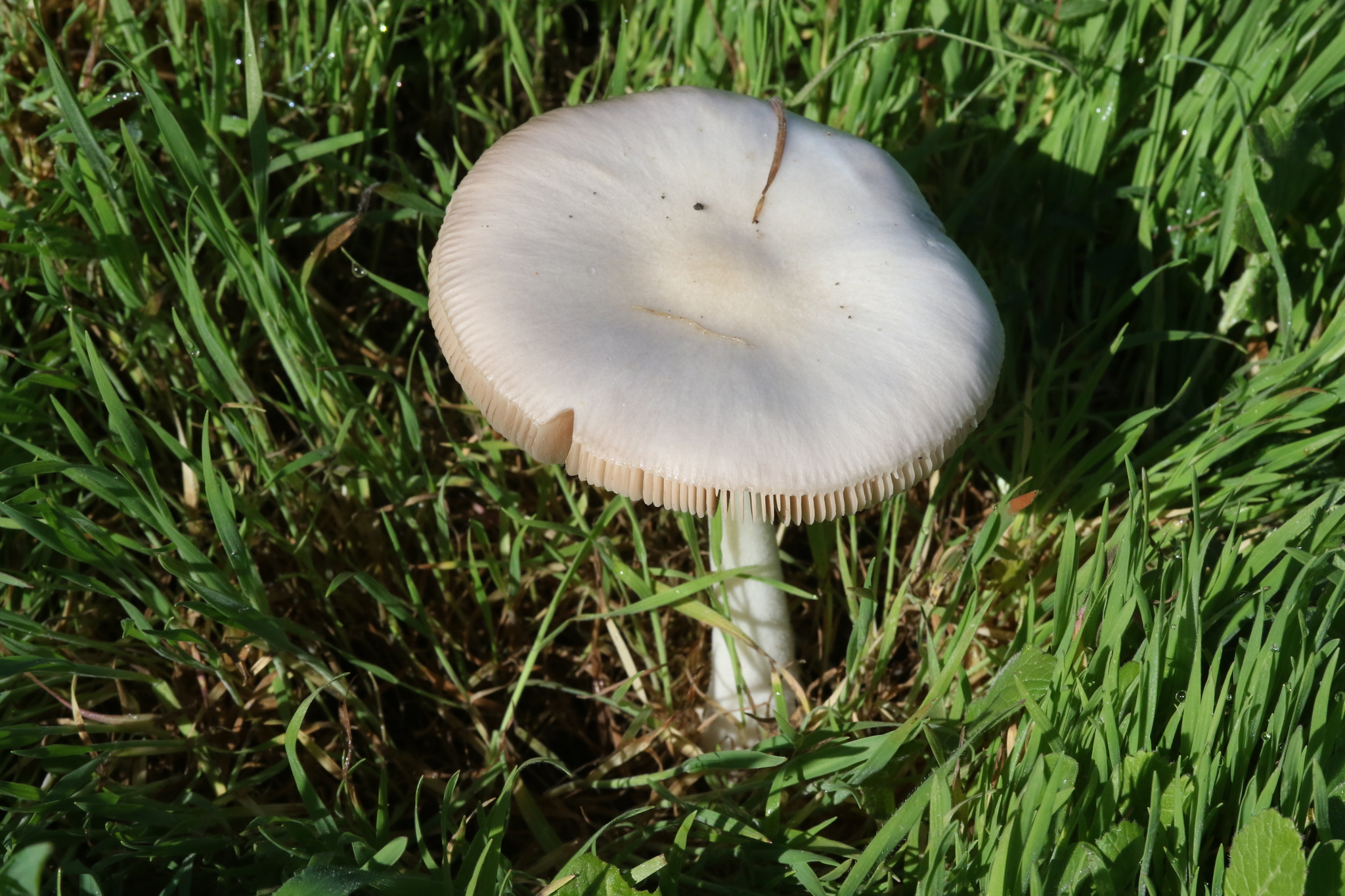 Volvariella gloiocephala image