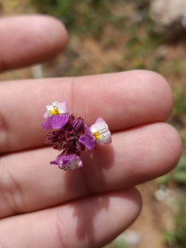 Linaria bordiana