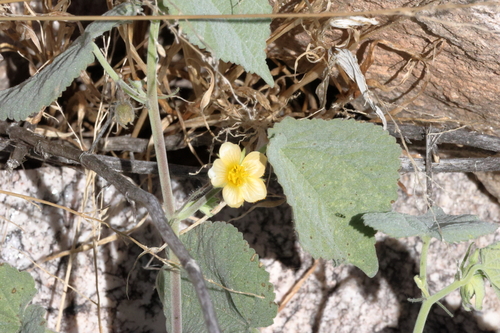 curly herissantia (Herissantia crispa)