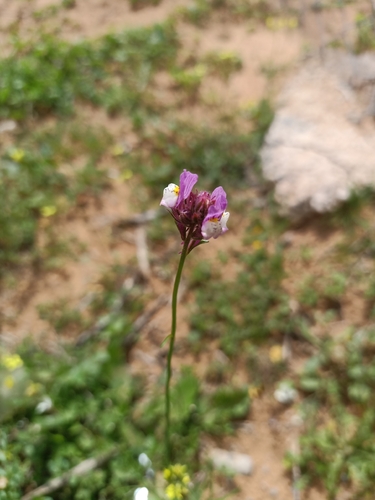 Linaria bordiana