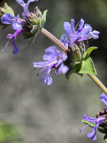 purple × black sage hybrid (Salvia leucophylla)