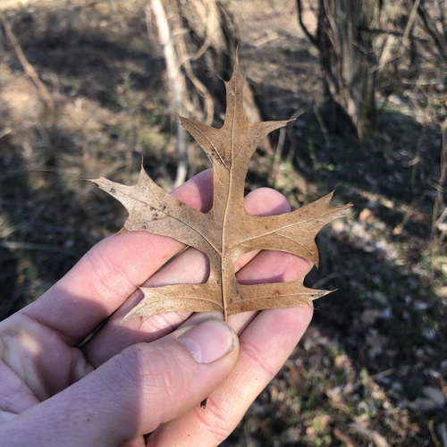 pin oak (Quercus palustris)