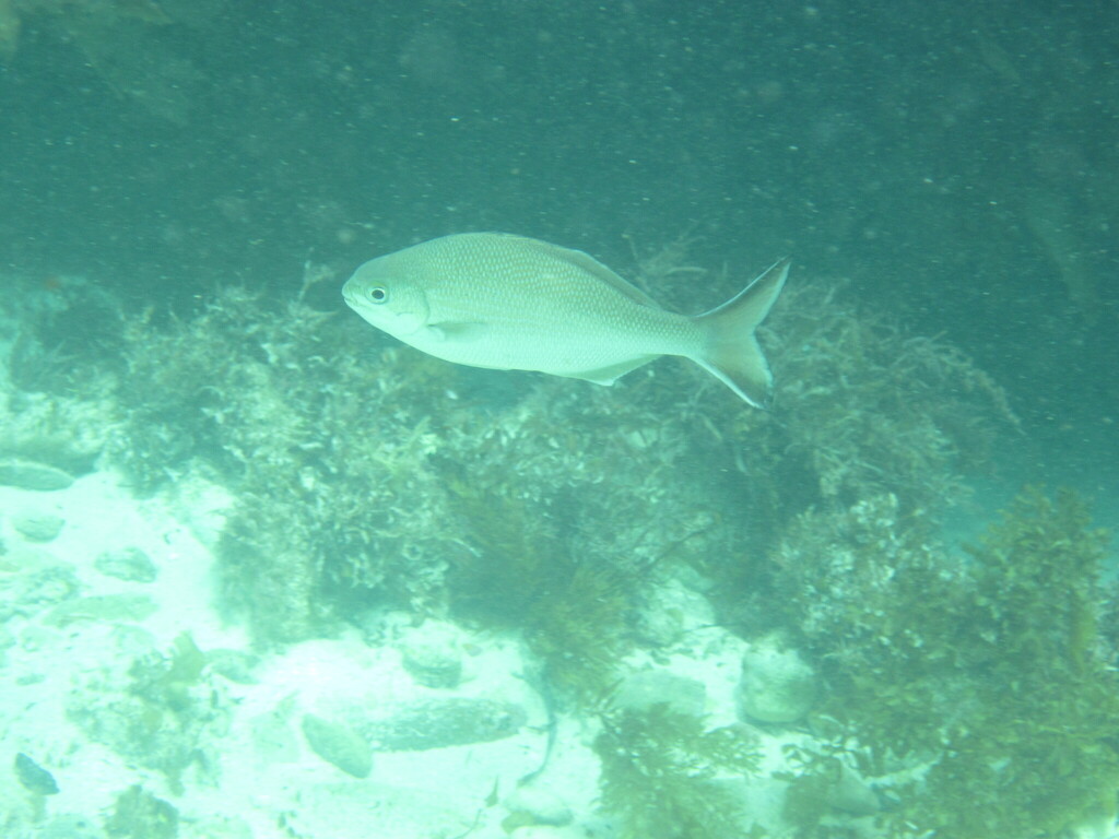 Western Buffalo Bream from Rottnest Island WA 6161, Australia on ...