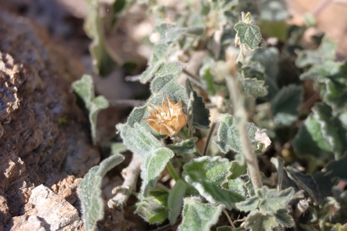 Parish's Indian Mallow (Abutilon parishii)
