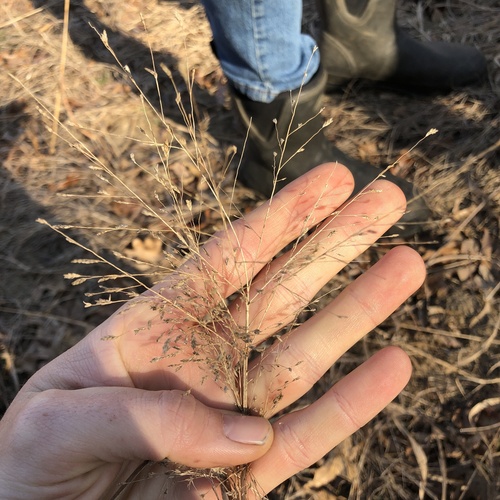 Purple Lovegrass (Eragrostis spectabilis)
