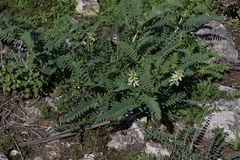 Astragalus pomonensis