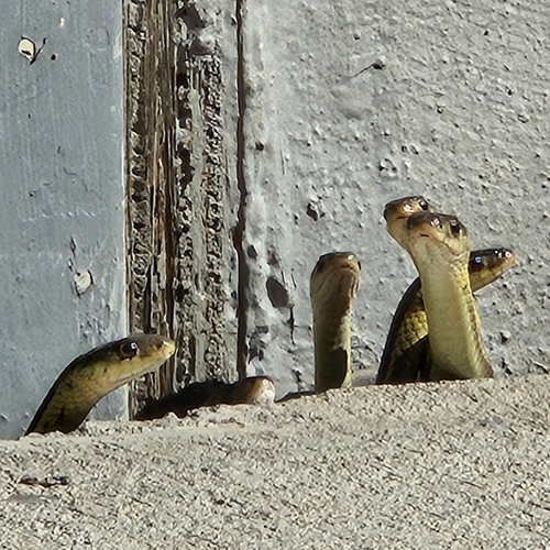Common Garter Snake photographed in Minnesota