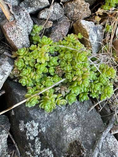 Sedum debile