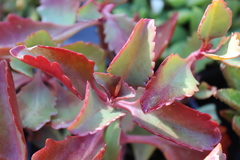 Kalanchoe longiflora