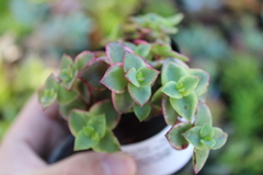 Crassula pellucida marginalis