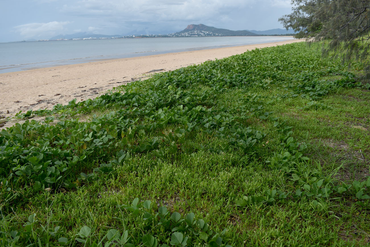 Imagem de capim-da-praia