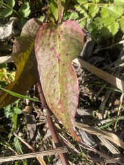 Rumex sanguineus