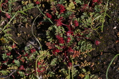 Synchytrium papillatum