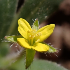 Camissoniopsis micrantha, photograph author not stated, no rights reserved