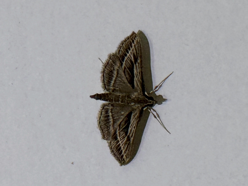 Omiodes accepta observed 2026-03-20