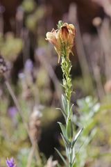 Linaria ventricosa