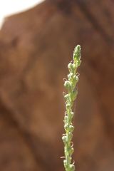 Linaria ventricosa