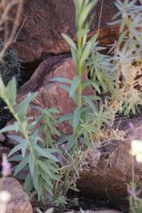 Linaria ventricosa
