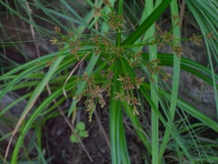 Cyperus leptocladus