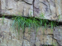 Cyperus leptocladus