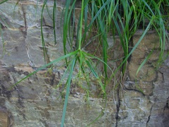 Cyperus leptocladus