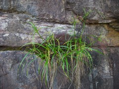 Cyperus leptocladus