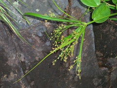 Cyperus leptocladus