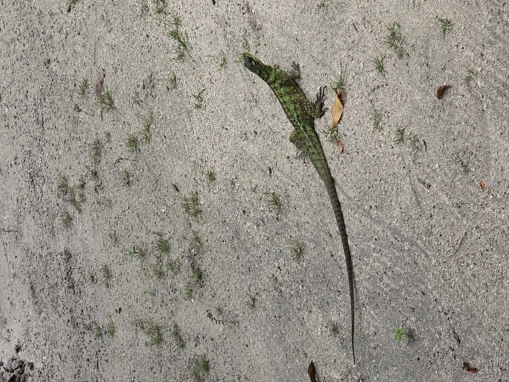 Weber's Sailfin Lizard (Hydrosaurus weberi)