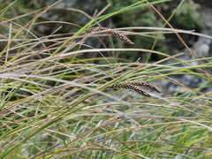 Carex flagellifera