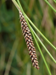 Carex flagellifera