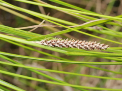 Carex flagellifera