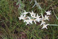 Leontopodium leontopodioides