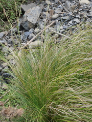 Carex flagellifera