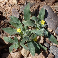 Camissoniopsis micrantha, photograph author not stated, no rights reserved