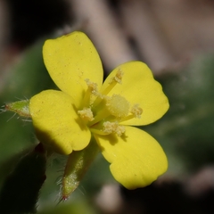 Camissoniopsis micrantha, photograph author not stated, no rights reserved