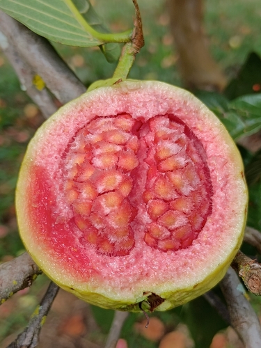 Common guava