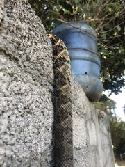 Crotalus culminatus