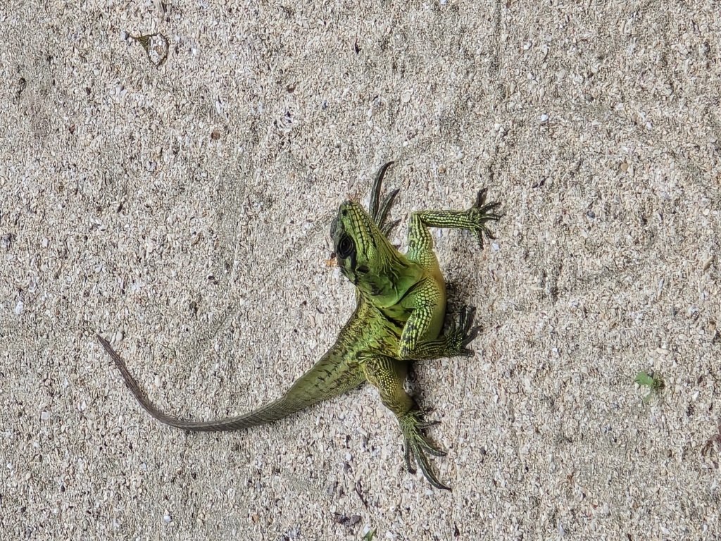 Weber's Sailfin Lizard (Hydrosaurus weberi)