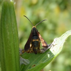 Carmenta pyralidiformis
