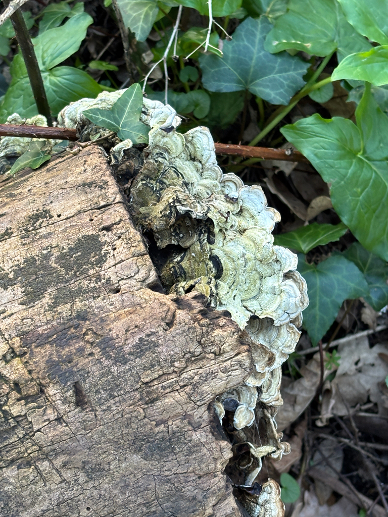 Auricularia mesenterica · March 2026 · photo: © josehigas (iNaturalist, cc-by)