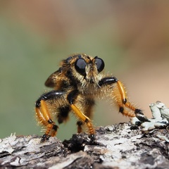 Pogonosoma maroccanum