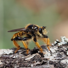 Pogonosoma maroccanum