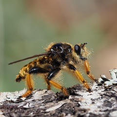 Pogonosoma maroccanum