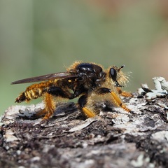 Pogonosoma maroccanum