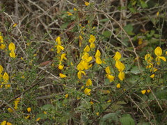 Cytisus grandiflorus