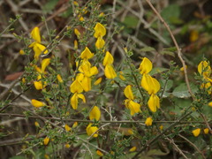 Cytisus grandiflorus