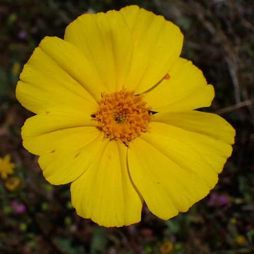 Leafy stemmed coreopsis (Leptosyne calliopsidea)